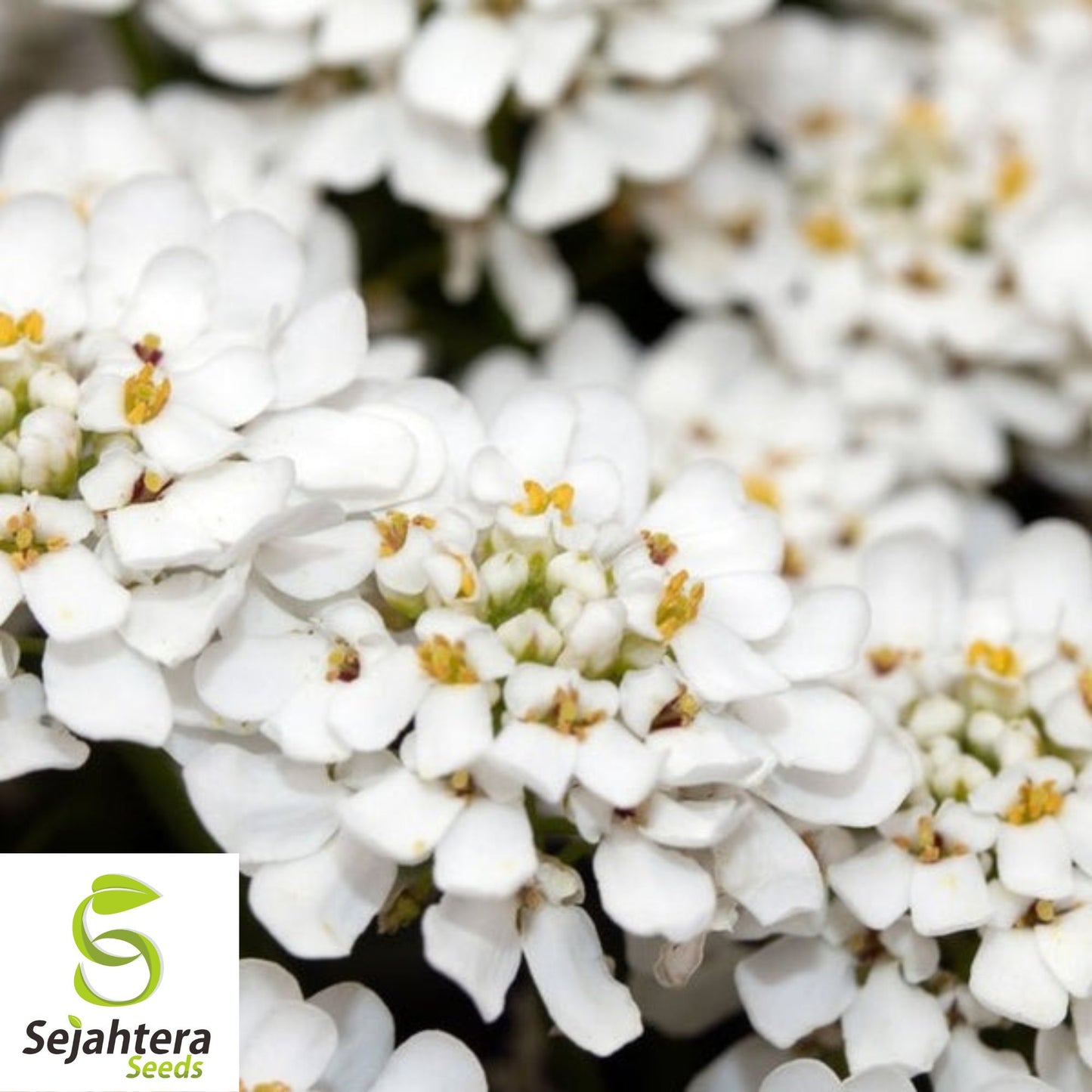 Candytuft Empress Rocket Seeds 250+ | Iberis amara Annual Flower USA