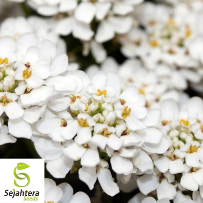 Candytuft Empress Rocket Seeds 250+ | Iberis amara Annual Flower USA