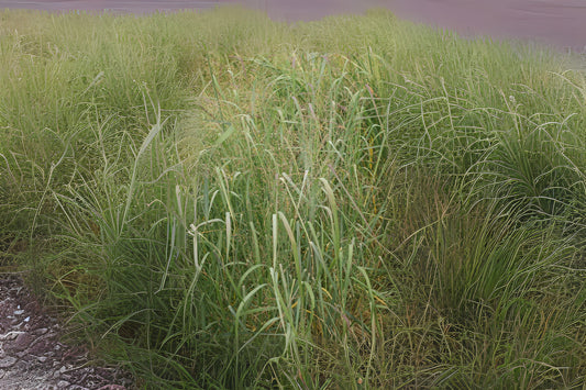 Cave-in-rock Switch Grass Switchgrass (Panicum virgatum 'Cave-in-Rock')