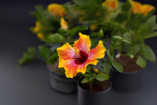 Tropical Hibiscus Plant 9" Pot - Hibiscus Fiesta - Vibrant Flowers - Hibiscus rosa-sinensis