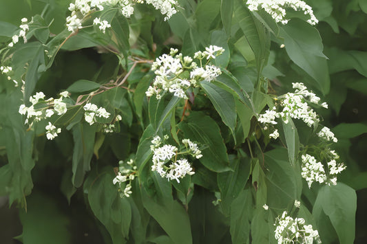 Seven Son Flower Seven Tree (Heptacodium miconioides)