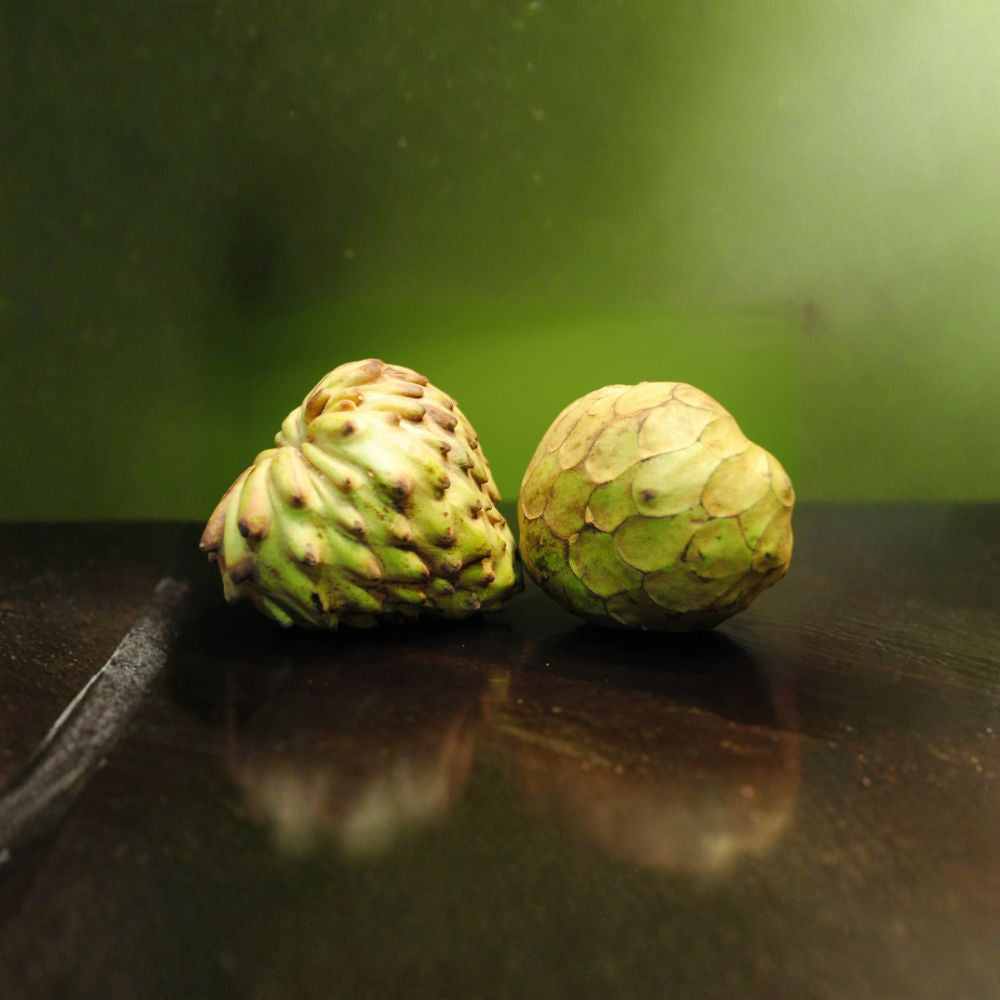Dr. White Cherimoya – Annona cherimola Live Grafted Tree | 3–4 Feet Tall | Includes 3 Gallon Nursery Pot  Sweet Juicy Fruit | Premium Variety | Backyard Orchard Favorite