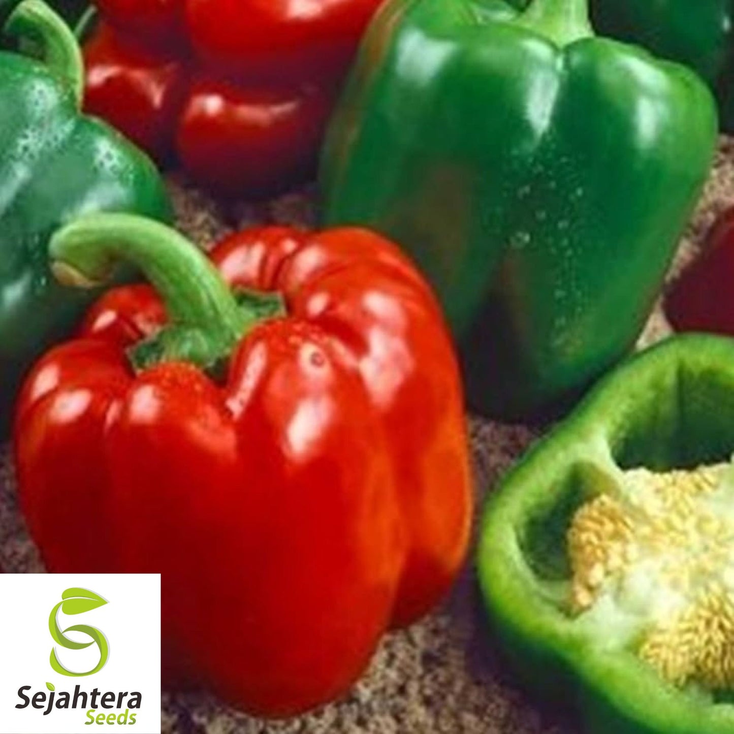 Giant Keystone Sweet Pepper Seeds - 100+ Heirloom, Organic, Non-GMO & Fresh