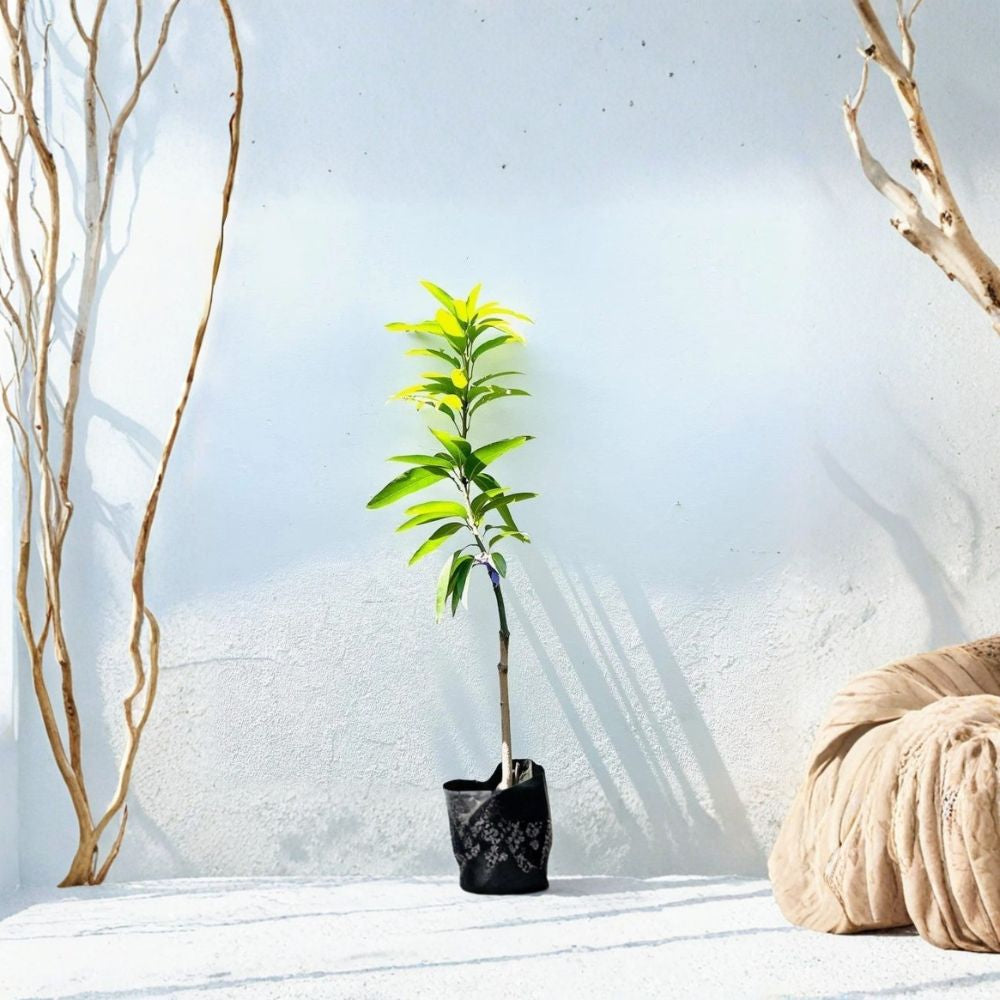 July Mango Tree – Mangifera indica ‘July’ Live Grafted Tree | 3–4 Feet Tall | USDA Certified  Compact & Productive | Early Bearing | Backyard Ready
