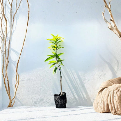 July Mango Tree – Mangifera indica ‘July’ Live Grafted Tree | 3–4 Feet Tall | USDA Certified  Compact & Productive | Early Bearing | Backyard Ready