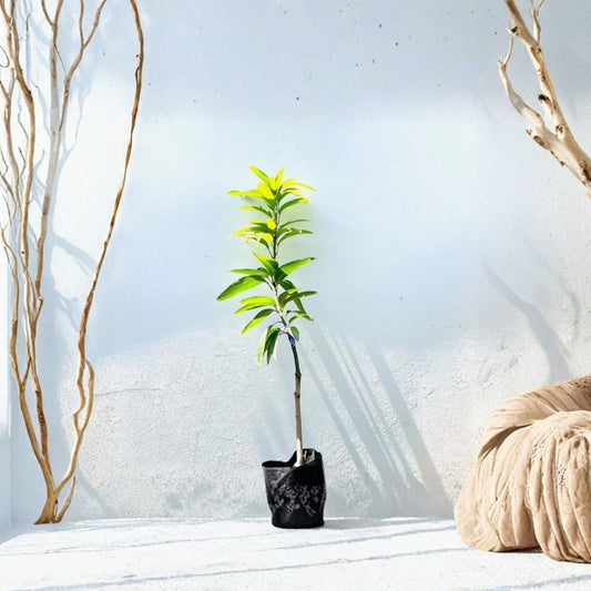 July Mango Tree – Mangifera indica ‘July’ Live Grafted Tree | 3–4 Feet Tall | USDA Certified  Compact & Productive | Early Bearing | Backyard Ready