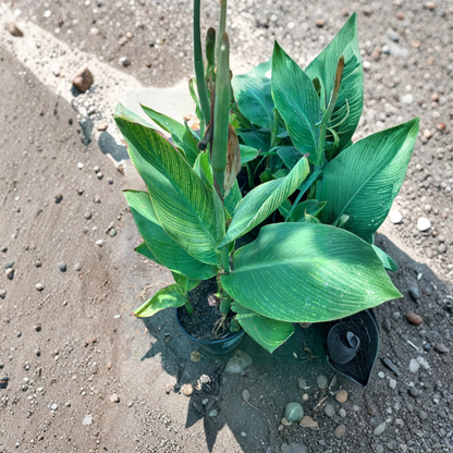 Tiger Canna Lily – Canna indica (Tiger Variegated Type) Live Tropical Plant | 1 Foot Tall | Shipped in 6" Pot  Bold Striped Foliage | Bright Orange Blooms | Lush Tropical Texture