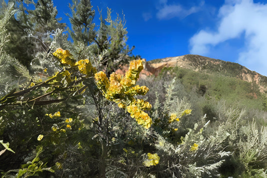 Chamiso Chamiza Four Wing Saltbush (Atriplex canescens)