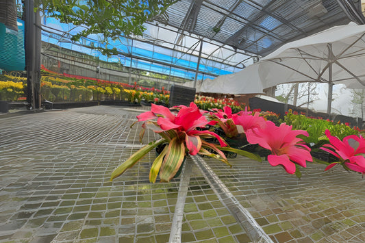 Neoregelia Serendipity Bromeliad Plant in 6" Pot - Pink Serendipity, Green Foliage, Easy Care, Tropical Houseplant