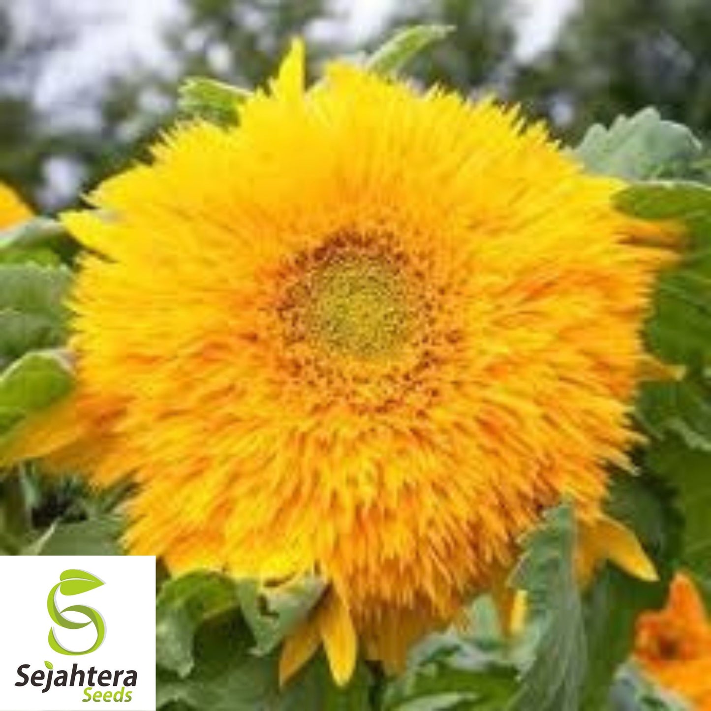 Double Sun Sunflower Seeds - 120+ Heirloom - Large, Bold & Rare Blooms