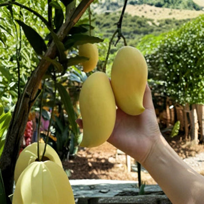 July Mango Tree – Mangifera indica ‘July’ Live Grafted Tree | 3–4 Feet Tall | USDA Certified  Compact & Productive | Early Bearing | Backyard Ready