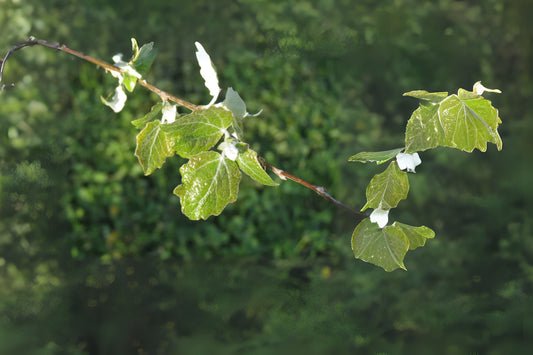 Abele Silver Poplar Silverleaf White Poplar (Populus canescens)