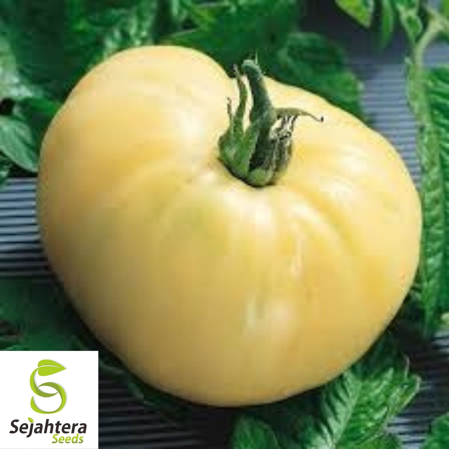 White Wonder Beefsteak Tomato Seeds 50 Ct | Heirloom NON-GMO Vegetable USA