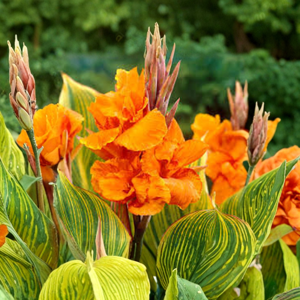 Tiger Canna Lily – Canna indica (Tiger Variegated Type) Live Tropical Plant | 1 Foot Tall | Shipped in 6" Pot  Bold Striped Foliage | Bright Orange Blooms | Lush Tropical Texture