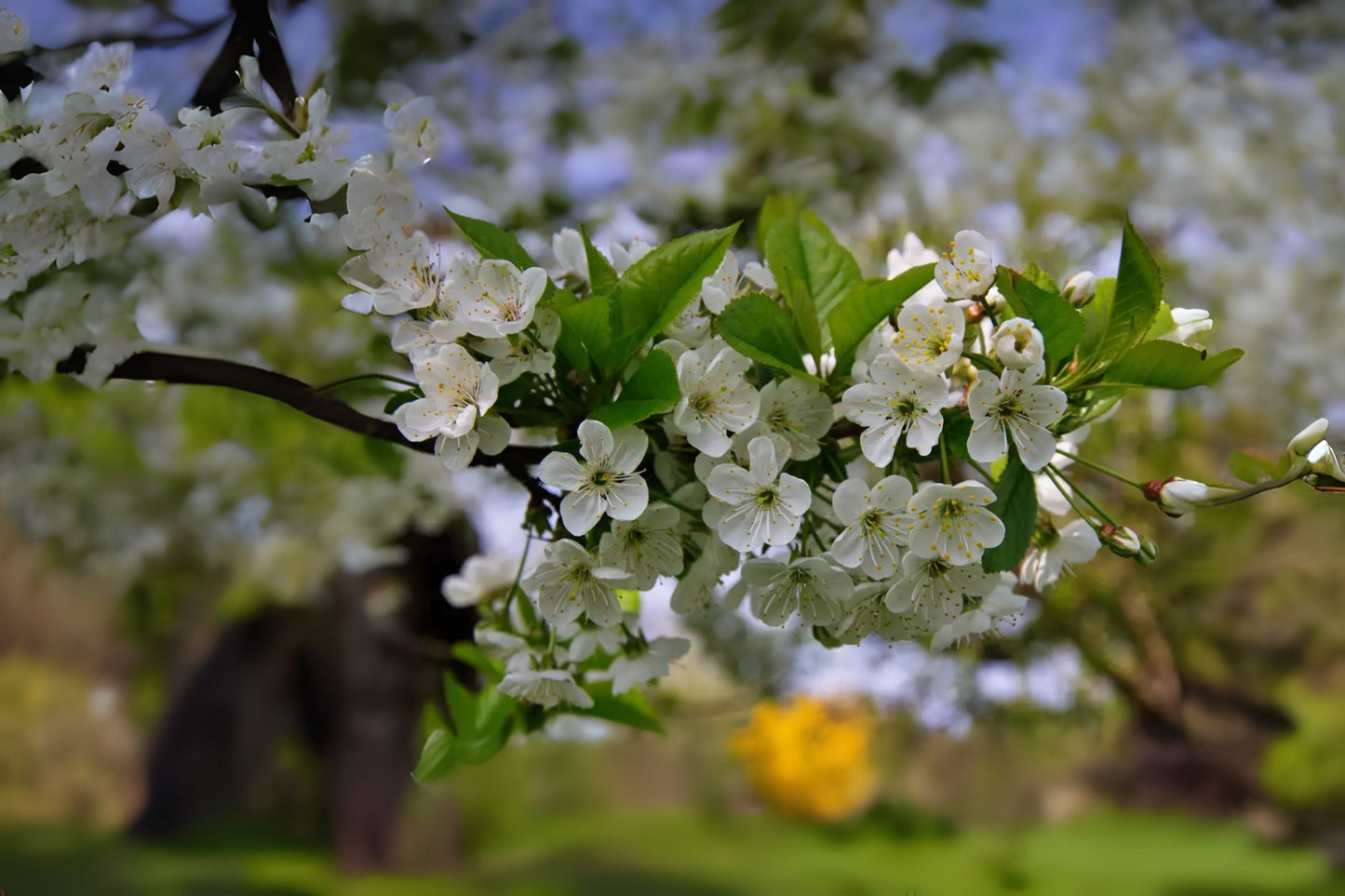Certified Virus Indexed Mazzard Cherry Gean Cherry (Prunus avium 'CVI')