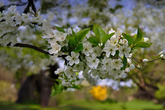 Certified Virus Indexed Mazzard Cherry Gean Cherry (Prunus avium 'CVI')