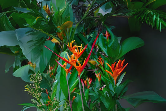 Heliconia Plant 9" Pot 'Choconiana' (Heliconia psittacorum) Tropical Foliage, Exotic Houseplant, Indoor/Outdoor Decor