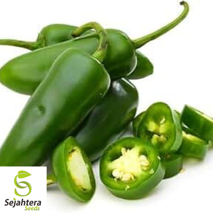 Beit Alpha Cucumber Seeds - 25+ Heirloom, Organic, Non-GMO & Fresh