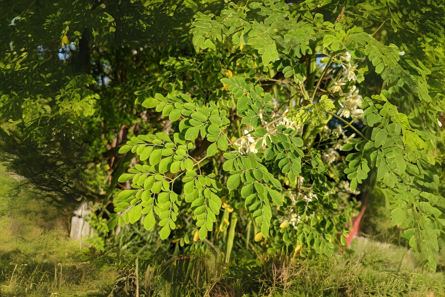 Ben Oil Benzoil Drumstick Horseradishtree (Moringa oleifera)