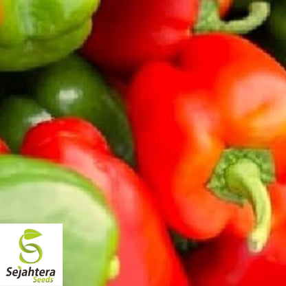 Giant Keystone Sweet Pepper Seeds - 100+ Heirloom, Organic, Non-GMO & Fresh