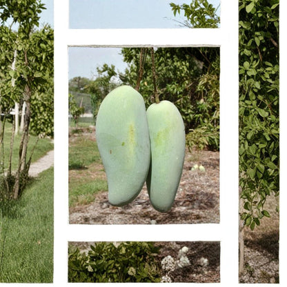 Brahm Kai Meu Mango – Mangifera indica Live Grafted Tree | 3–4 Feet Tall | Includes 3 Gallon Nursery Pot  Thai Green Sweet Mango | Crisp & Crunchy | Prolific Producer