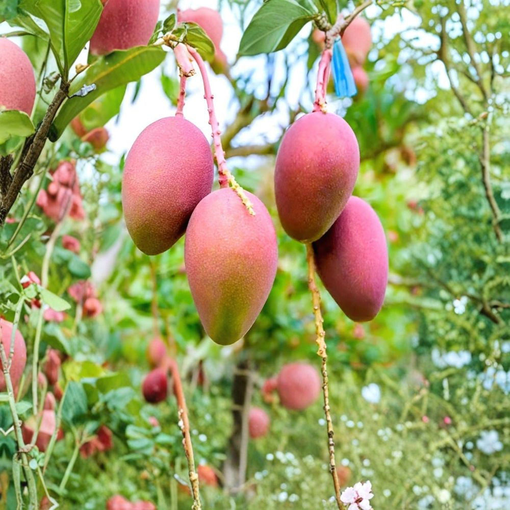 Rare Red Mango Tree – Mangifera indica Live Seedling | 7–10 Inches Tall | Includes Nursery Pot  Sweet Tropical Variety | Compact Starter | Easy to Grow