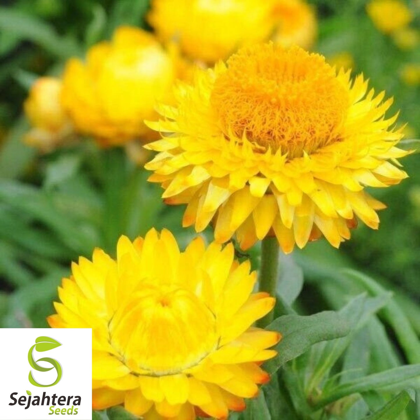 Double Sun Sunflower Seeds - 120+ Heirloom - Large, Bold & Rare Blooms