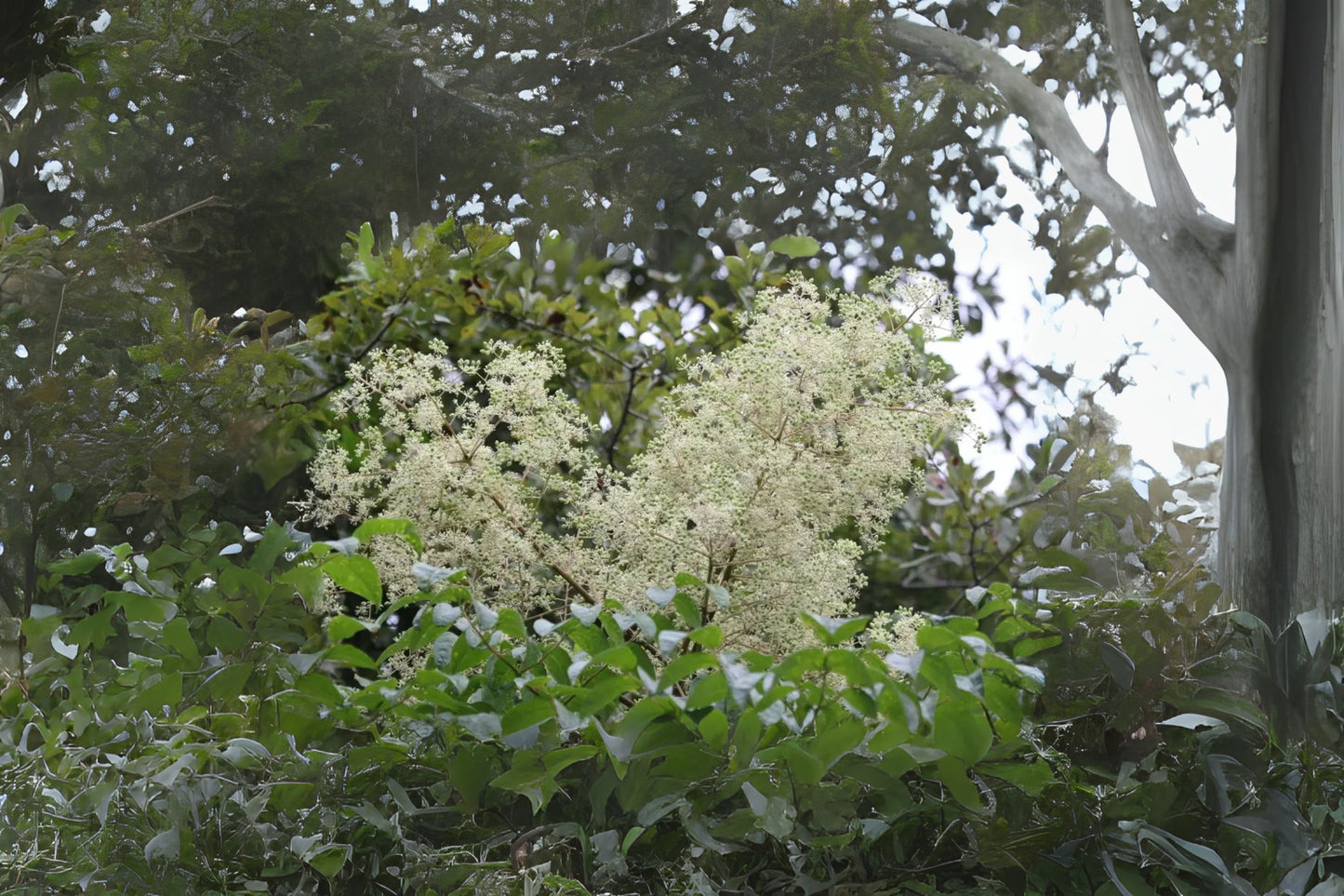 Devils Walking Stick Devils Walkingstick (Aralia spinosa clean seed)