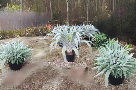Bromeliad Plant 9" Pot Alcantarea Odorata Silver-Dusted Foliage – Ideal for Interior & Landscape Applications