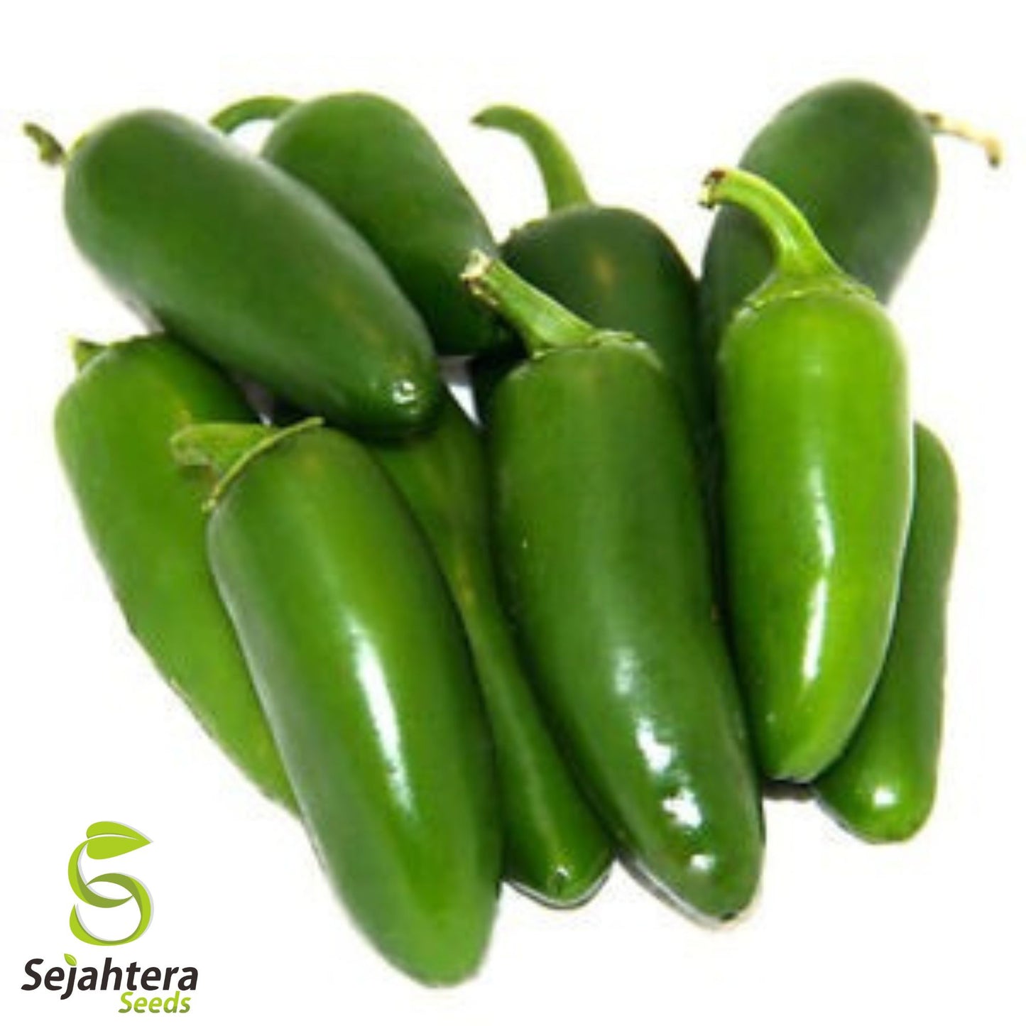 Beit Alpha Cucumber Seeds - 25+ Heirloom, Organic, Non-GMO & Fresh