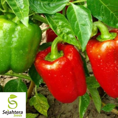 Giant Keystone Sweet Pepper Seeds - 100+ Heirloom, Organic, Non-GMO & Fresh