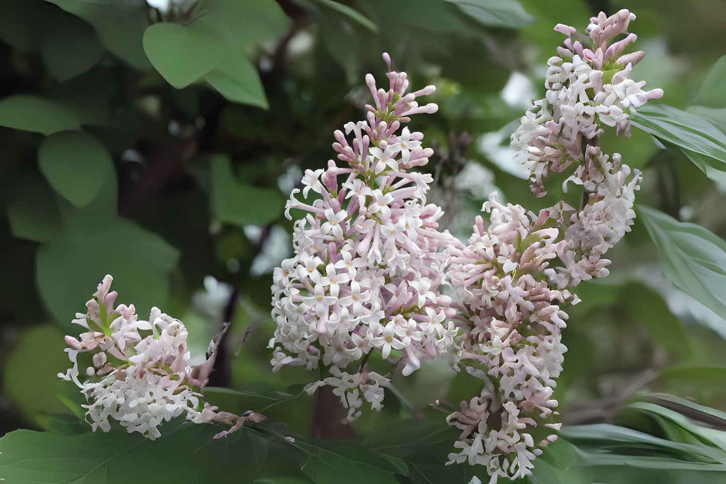 Late Lilac Villous Lilac (Syringa villosa)