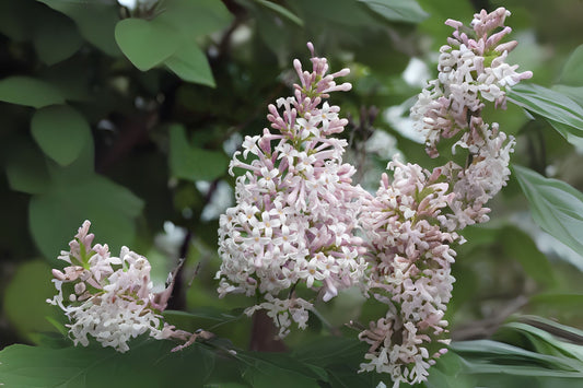 Late Lilac Villous Lilac (Syringa villosa)