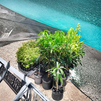 Brahm Kai Meu Mango – Mangifera indica Live Grafted Tree | 3–4 Feet Tall | Includes 3 Gallon Nursery Pot  Thai Green Sweet Mango | Crisp & Crunchy | Prolific Producer