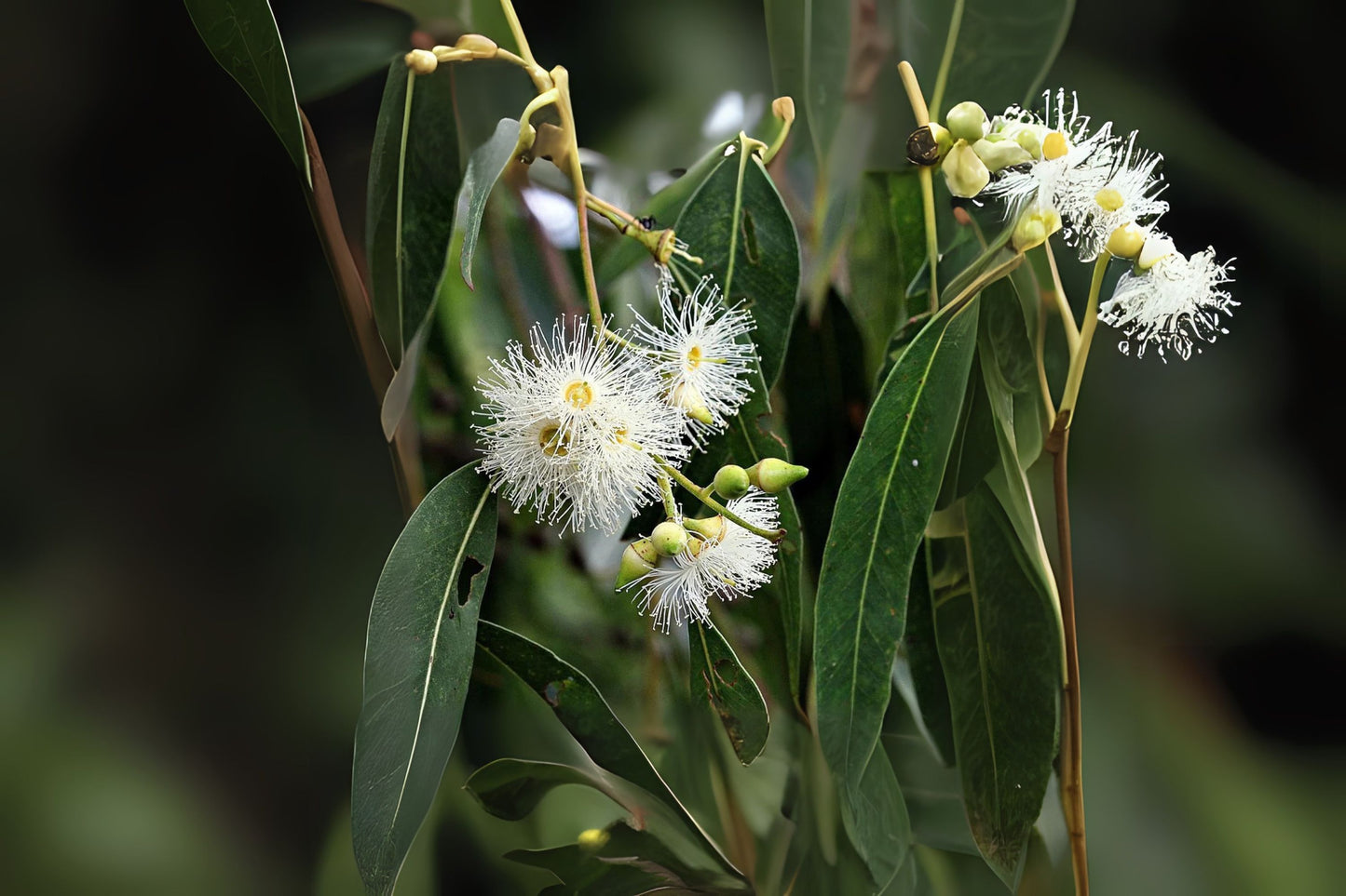 Flooded Gum Grand Eucalyptus Gum (Eucalyptus grandis)