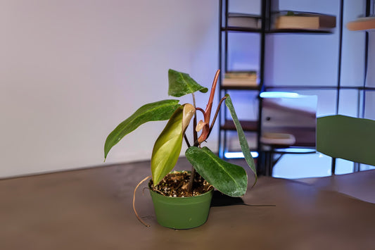 Philodendron Plant 8" Pot Red Emerald Philodendron erubescens Healthy Live Plant for Home or Office Decor