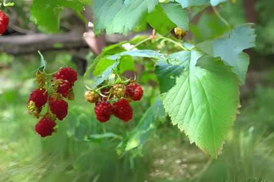 European Raspberry Framboise Red Raspberry (Rubus idaeus)