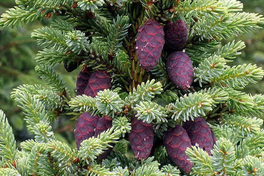 Black X Red Spruce Hybrid (Picea mariana x rubens)