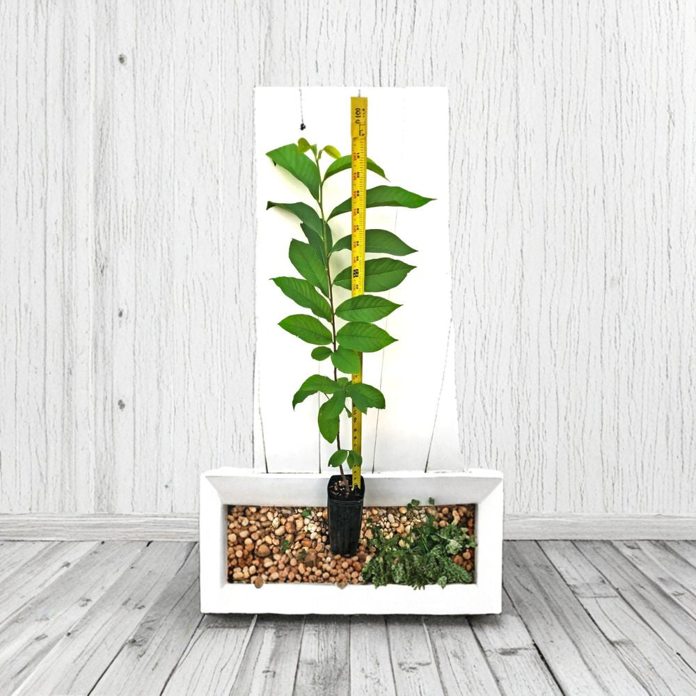 Pawpaw Tree – Asimina triloba Live Plant | 30+ Inches Tall | 3.5" x 9" Air Prune Pot  Hardy Native Fruit Tree | Tropical Custard Flavor | Zone 5 Friendly