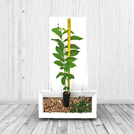Pawpaw Tree – Asimina triloba Live Plant | 30+ Inches Tall | 3.5" x 9" Air Prune Pot  Hardy Native Fruit Tree | Tropical Custard Flavor | Zone 5 Friendly