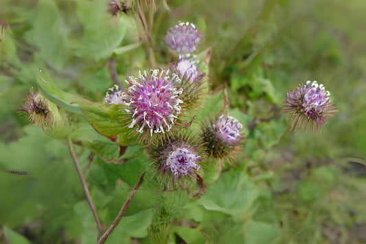 Greater Burdock (Arctium lappa)