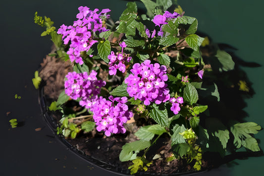 Colorful Purple Lantana Plant 6 in Pot - Lantana camara - Easy-to-Grow Ornamental Shrub for Garden & Pollinator Attraction