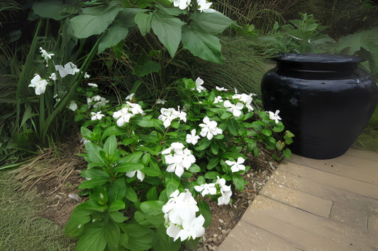 Potted Vinca Plant 4.5 in Bright White Flowers Madagascar Periwinkle Catharanthus roseus Indoor Outdoor Garden Decor