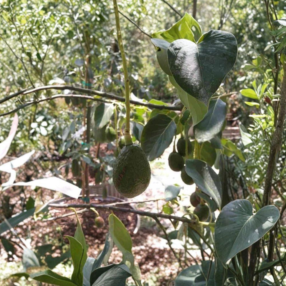 Oh La La Avocado Tree – Persea americana  Grafted Live Avocado Tree | 1–2 Feet Tall | 3 Gallon Pot Cold Hardy Avocado • Fruit Tree
