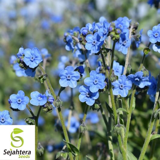 Blue Forget Me Not Seeds {Cynoglossum Amabile} Vibrant Blues | 200+ Seeds