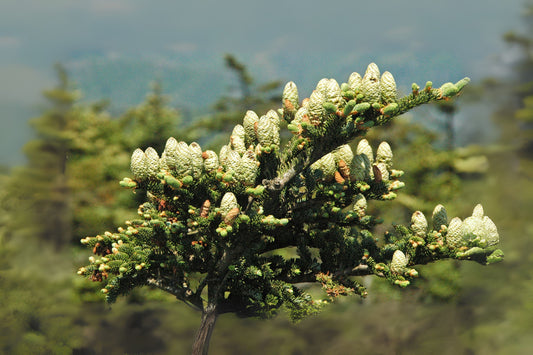 Fraser Frasers Fir (Abies fraseri VA, Mt. Rogers)