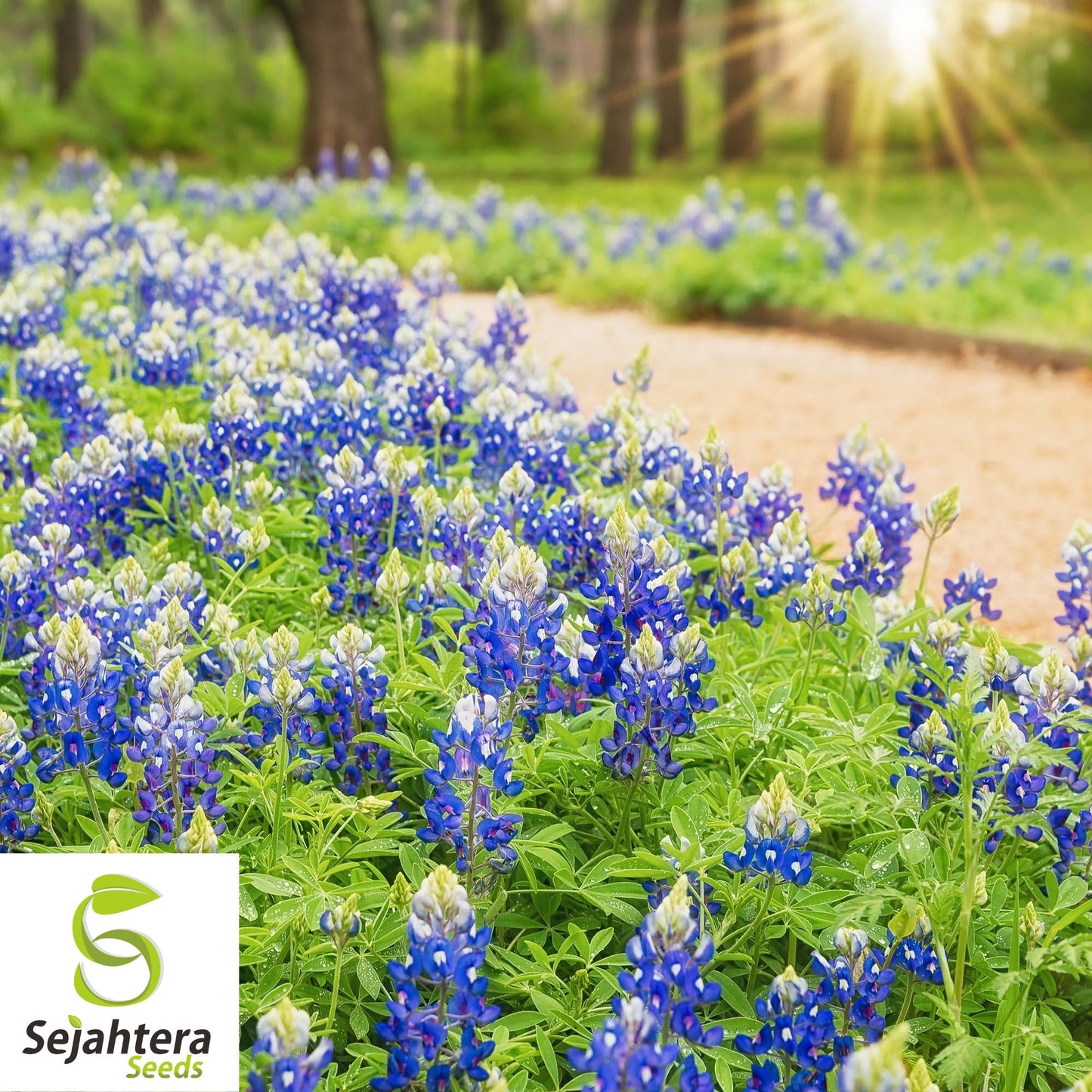 Texas Bluebonnet Seeds - 100+ Heirloom - Fragrant, Pollinator-Friendly & Bright