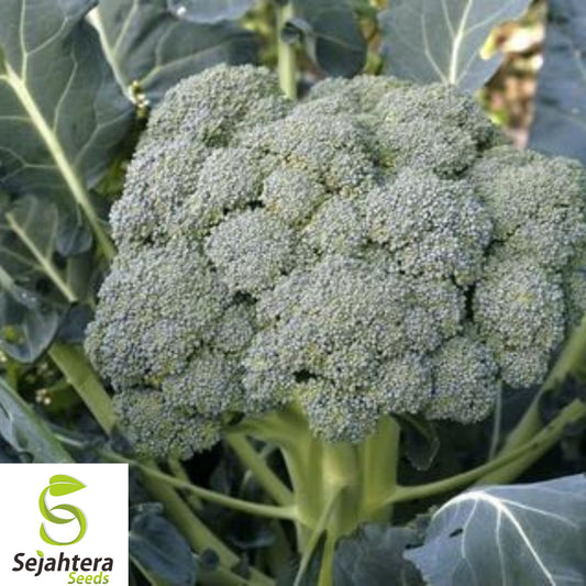 1000+ Waltham 29 Broccoli Seeds - Heirloom, Organic, Non-GMO, Cold-Hardy & Fresh
