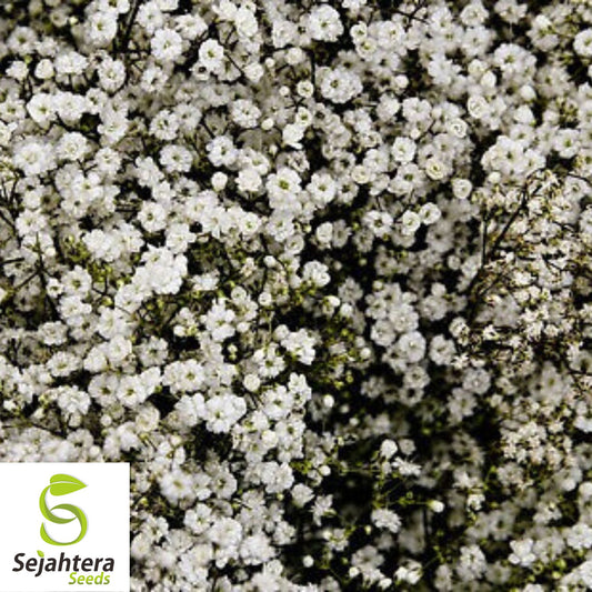 Baby's Breath Seeds 500+ White Flowers {Gypsophila elegans} Drought Tolerant