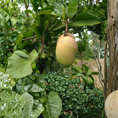 Mallika Mango Tree – Mangifera indica Grafted Live Tree | Approx. 36 Inches Tall | 3-Gal Pot  Indian Dessert Hybrid | Fiberless & Aromatic | Semi-Dwarf Variety